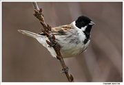 Reed-Bunting-3